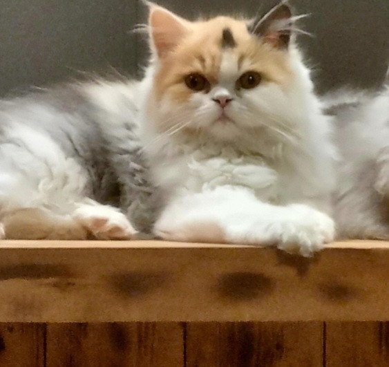 chaton Persan Topaze Chatterie Mirous Paradis